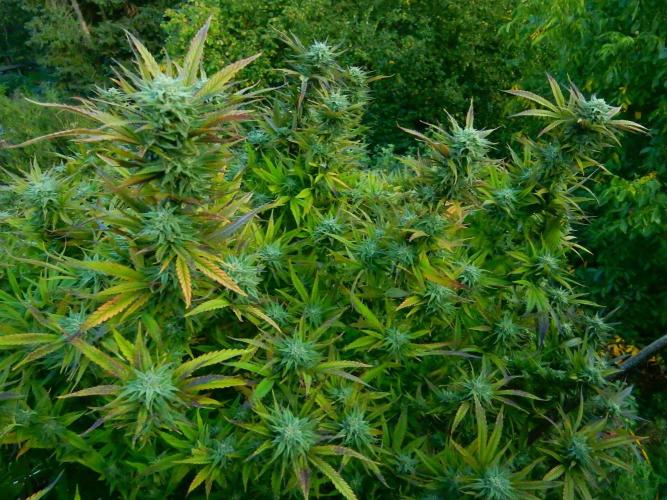 Fruit Bomb Punch Outdoor - 26. Week 25 - Blendenspielerei