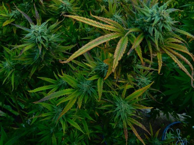 Fruit Bomb Punch Outdoor - 26. Week 25 - Blendenspielerei