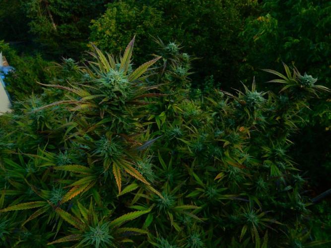 Fruit Bomb Punch Outdoor - 26. Week 25 - Blendenspielerei