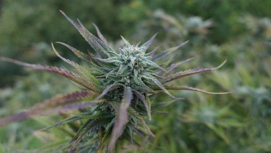Fruit Bomb Punch Outdoor - 26. Week 25