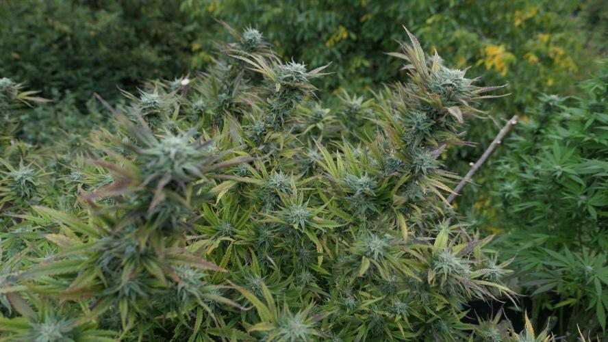 Fruit Bomb Punch Outdoor - 26. Week 25