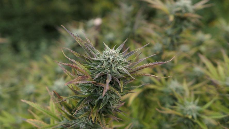 Fruit Bomb Punch Outdoor - 26. Week 25