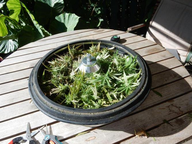 Fruit Bomb Punch Outdoor - 26. Week 25 - Trim Bowl