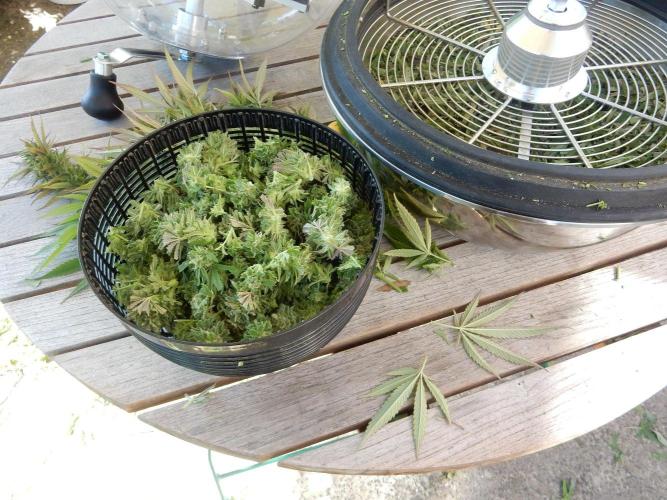 Fruit Bomb Punch Outdoor - 26. Week 25 - Bowl Trim