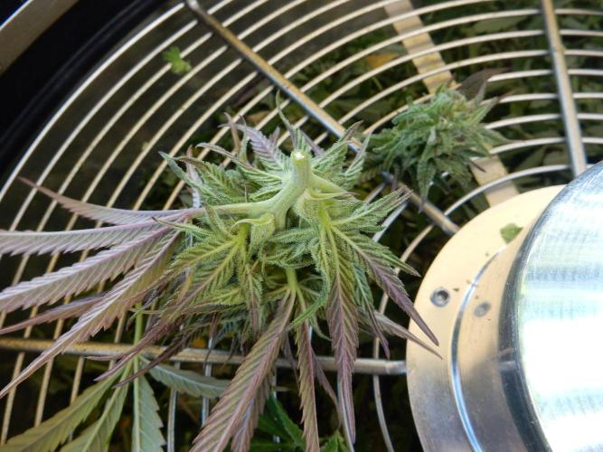 Fruit Bomb Punch Outdoor - 26. Week 25