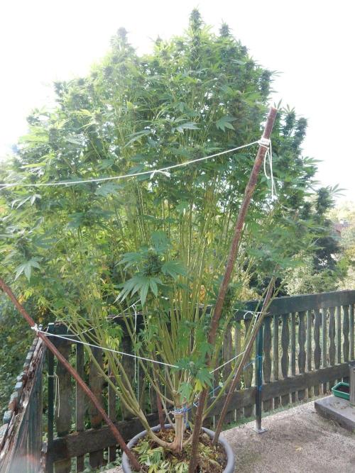 Blueberry - Outdoor 26. Week 25
