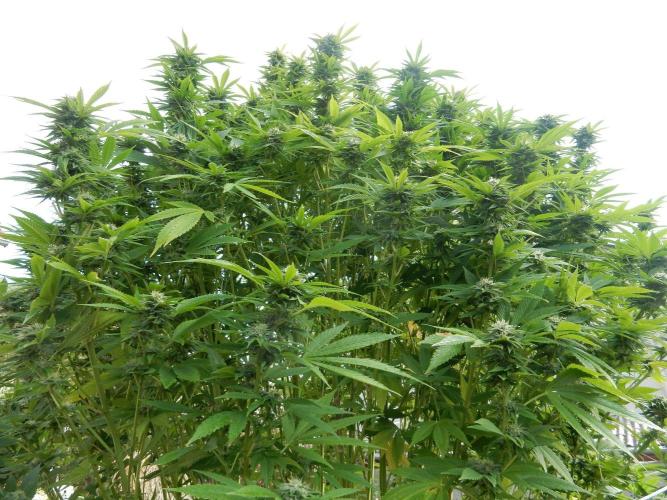 Blueberry - Outdoor 26. Week 25