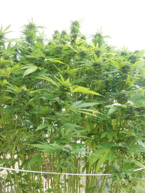 Blueberry - Outdoor 26. Week 25
