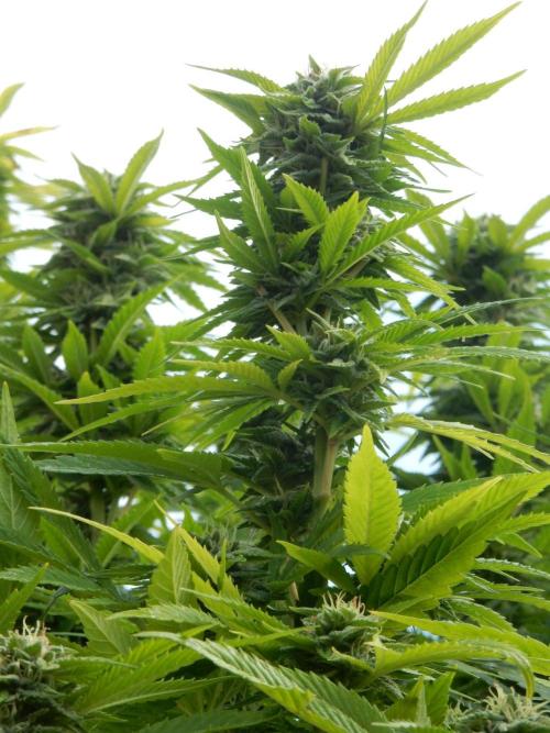 Blueberry - Outdoor 26. Week 25
