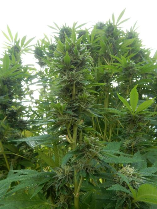 Blueberry - Outdoor 26. Week 25