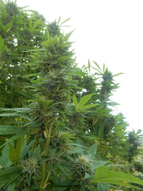 Blueberry - Outdoor 26. Week 25