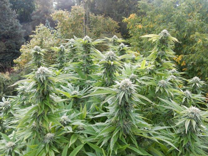 Blueberry - Outdoor 26. Week 25