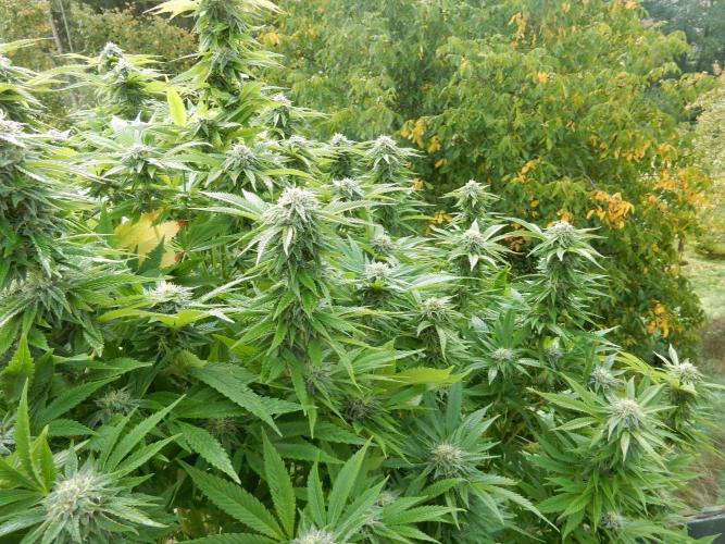 Blueberry - Outdoor 26. Week 25