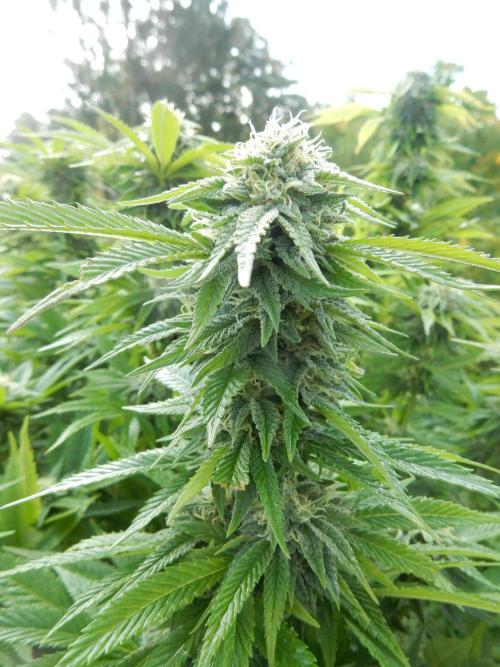 Blueberry - Outdoor 26. Week 25