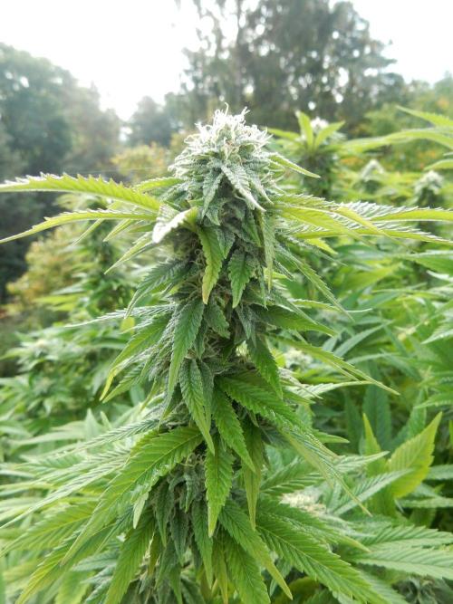 Blueberry - Outdoor 26. Week 25