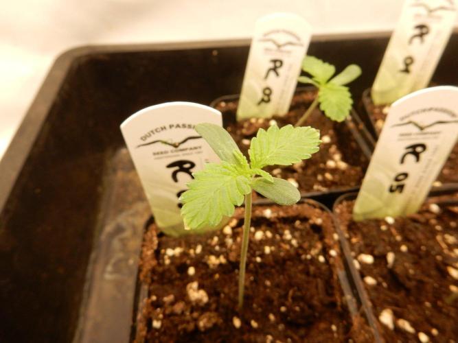 Peaches & Cream. Week 1