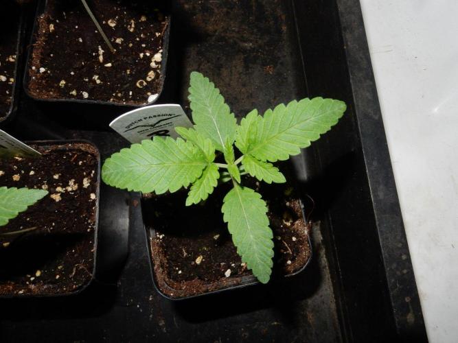 Peaches & Cream. Week 2