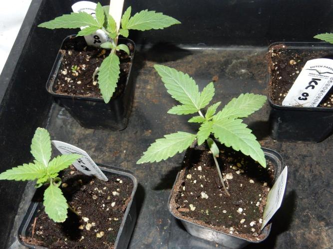 Ice Cream Cake F2. Week 2