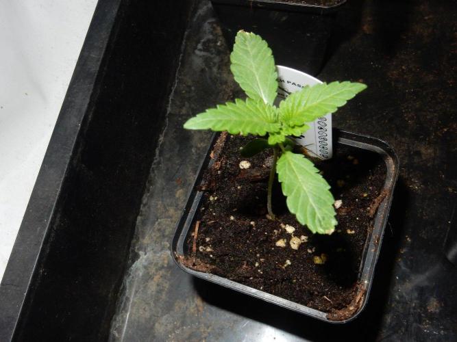 Ice Cream Cake F2. Week 2