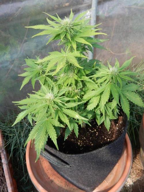 Auto Candy Bubatz XL - I/O. Week 6