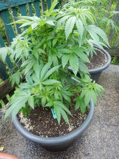Blueberry - Outdoor 26. Week 7