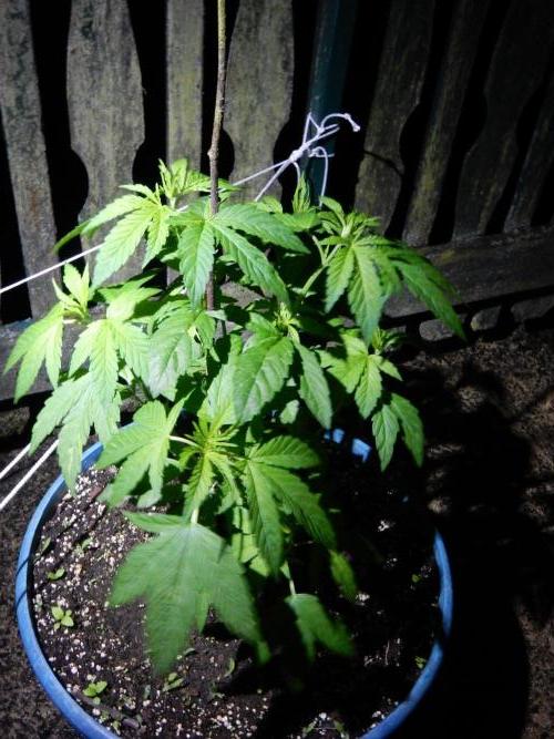 Jimmy went to the rainbow. Week 6
