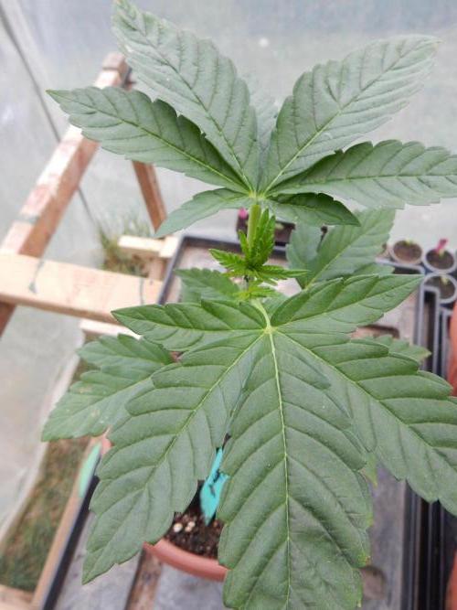 Blueberry - Outdoor 26. Week 3