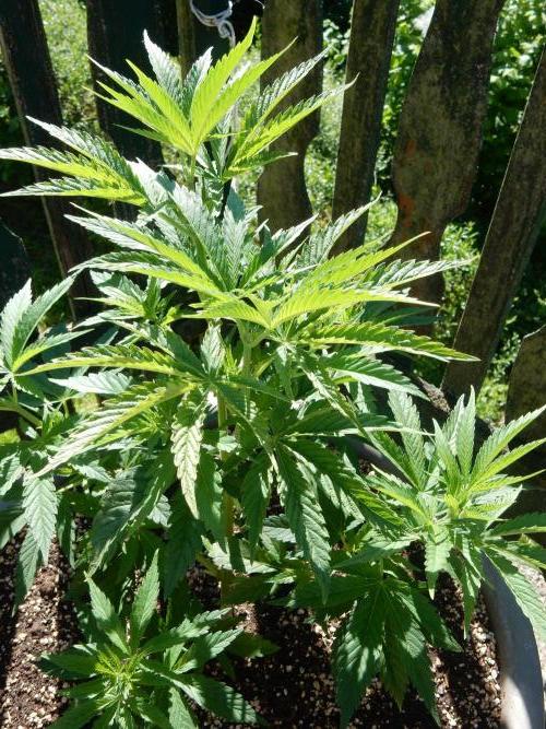 Fruit Bomb Punch Outdoor - 26. Week 6