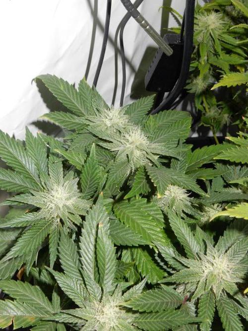 Euforia Winter-Grow from Clones. Week 12 - Granddaddy Purple