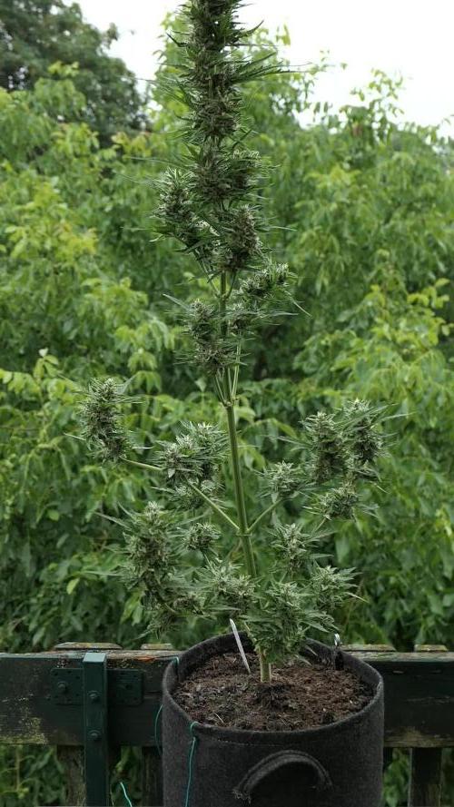 Auto Candy Bubatz XL Pyramid