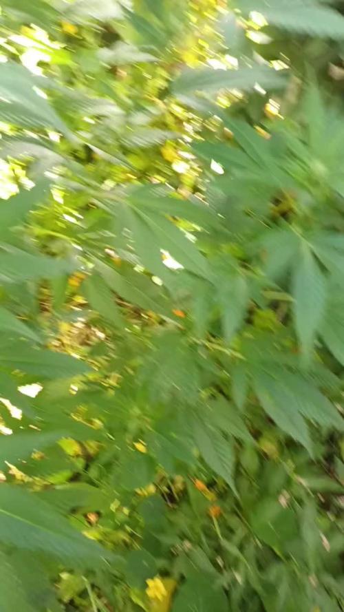 Hyseeds CriticalWhite, outdoor grow