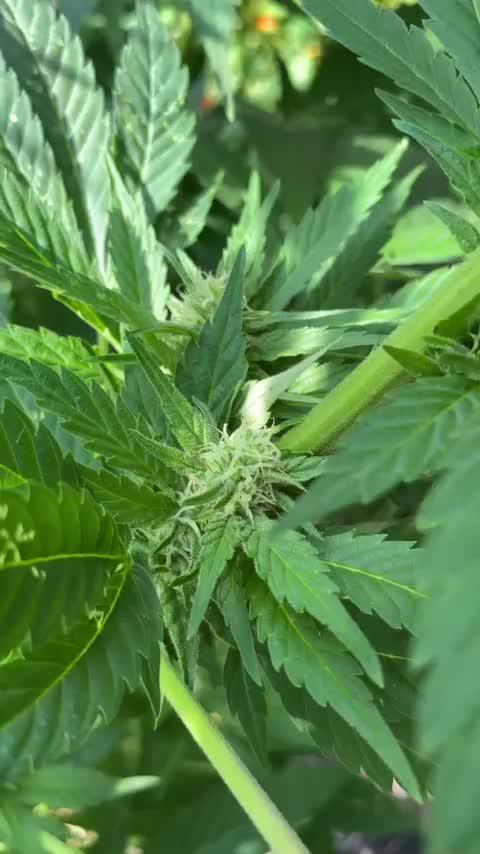 Hyseeds CriticalWhite, outdoor grow