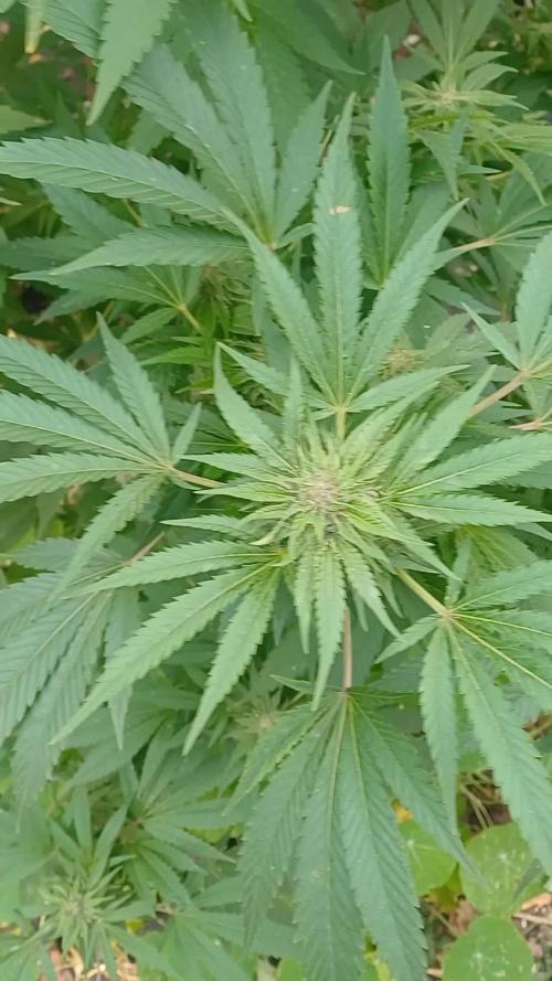 Hyseeds CriticalWhite, outdoor grow