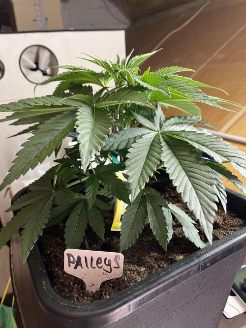 NYC Diesel & Paileys - GrowGenieGenetics. Week 4