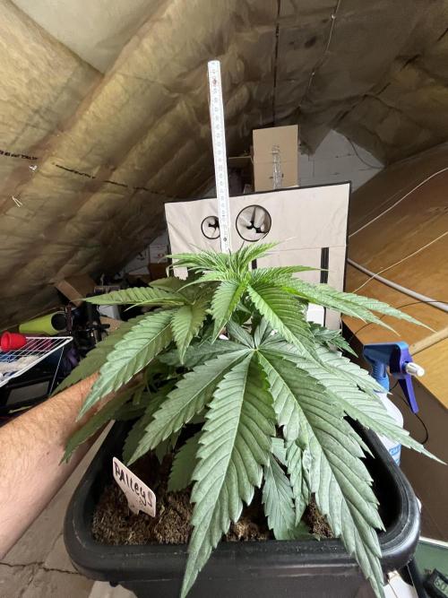 NYC Diesel & Paileys - GrowGenieGenetics. Week 4