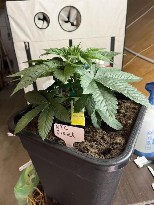 NYC Diesel & Paileys - GrowGenieGenetics. Week 4