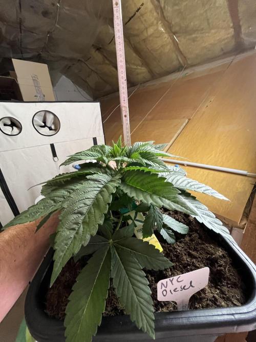 NYC Diesel & Paileys - GrowGenieGenetics. Week 4