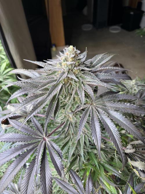 NYC Diesel & Paileys - GrowGenieGenetics. Week 8 - Paileys 
