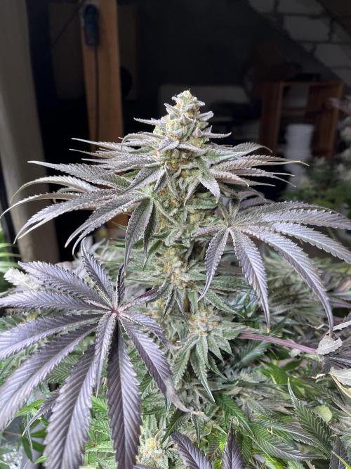 NYC Diesel & Paileys - GrowGenieGenetics. Week 8 - Paileys