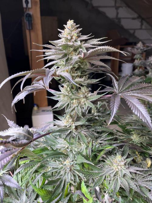 NYC Diesel & Paileys - GrowGenieGenetics. Week 8 - Paileys