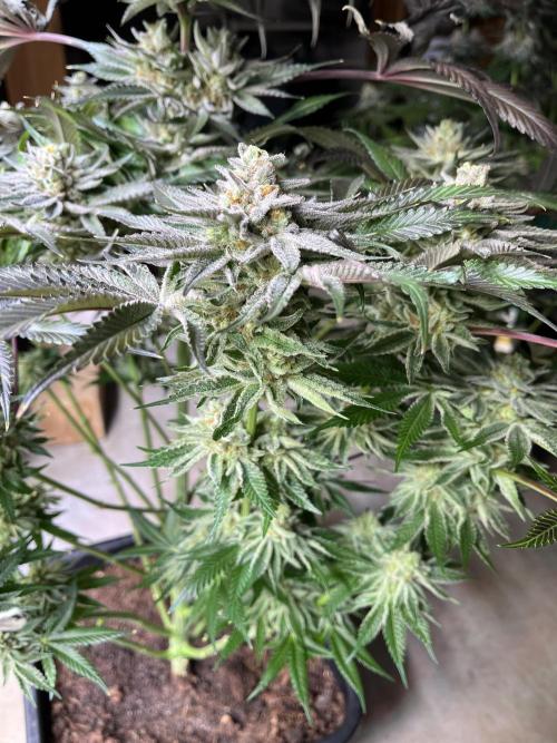 NYC Diesel & Paileys - GrowGenieGenetics. Week 8 - Paileys