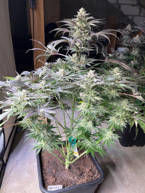 NYC Diesel & Paileys - GrowGenieGenetics. Week 8 - Paileys