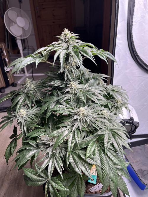 NYC Diesel & Paileys - GrowGenieGenetics. Week 8 - NYC Diesel