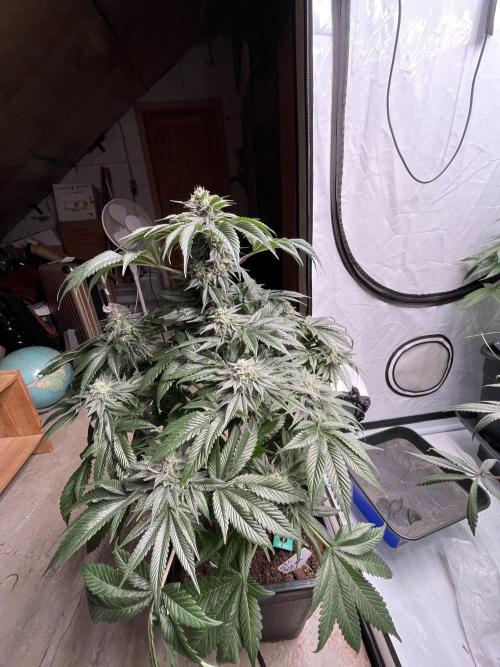 NYC Diesel & Paileys - GrowGenieGenetics. Week 8 - NYC Diesel