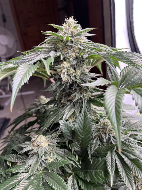 NYC Diesel & Paileys - GrowGenieGenetics. Week 8 - NYC Diesel