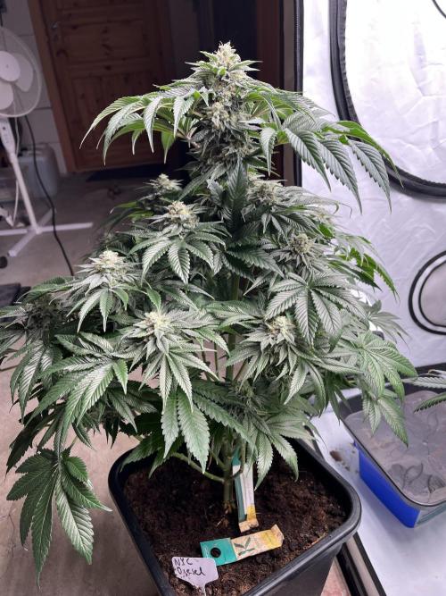 NYC Diesel & Paileys - GrowGenieGenetics. Week 8 - NYC Diesel