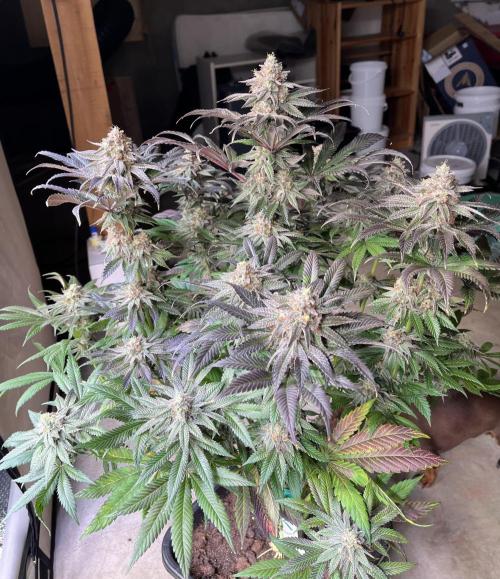 Giggin Grapes. Week 8 - 2