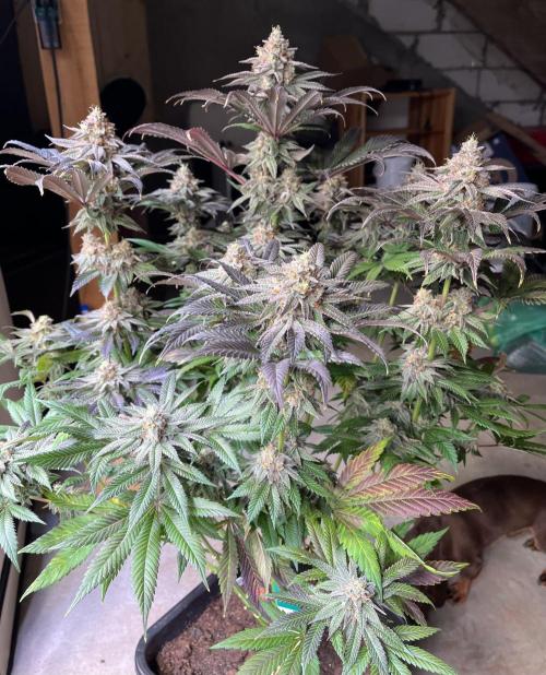 Giggin Grapes. Week 8 - 2