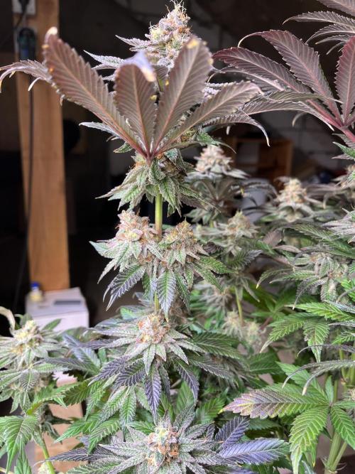 Giggin Grapes. Week 8 - 2