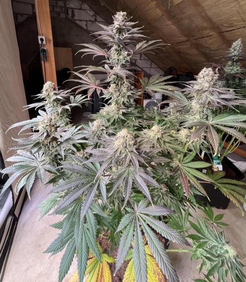 Giggin Grapes. Week 8 - 1